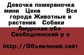 Девочка помераночка мини › Цена ­ 50 000 - Все города Животные и растения » Собаки   . Амурская обл.,Свободненский р-н